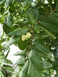 Inocarpus fagifer